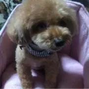 プーちゃん
