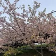 Yの画像