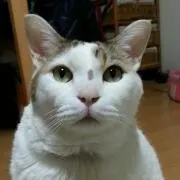 ヨッチー（プロフ必読）