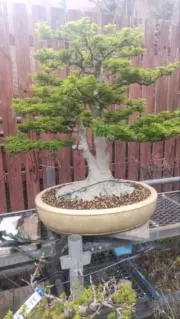 こた