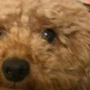 もっぷちゃんの画像