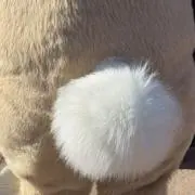 えだまめの画像