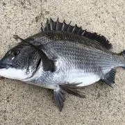 カバト