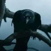 mamoの画像