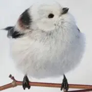 coco worksの画像