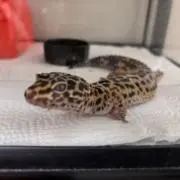 ウニ