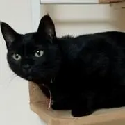 ぽん