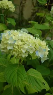 アメジスト❀༘۪۪᭢の画像