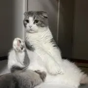 よーすけ