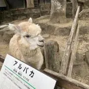 アルパカの画像