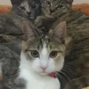 ショゲゾウ