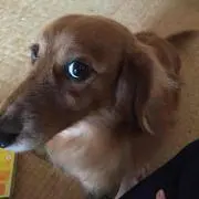 リック