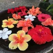 nahanahaの画像