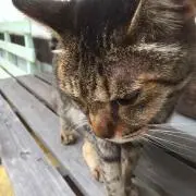 キョウ