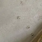 たかな