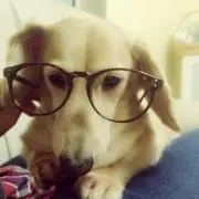 ダックスフンド