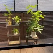かれなな