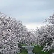 bleu☆の画像