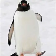 おとりの画像