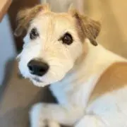 moeの画像