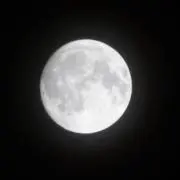 シナモンの画像