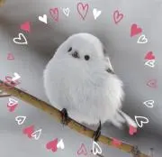シマちゃんの画像