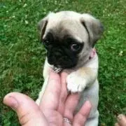 pug☆sosuke