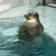 shiotanの画像