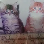 コロンの画像