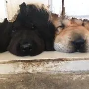 ジェネット