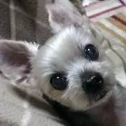 nabenoyume