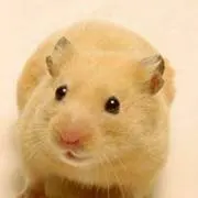 キンクマ