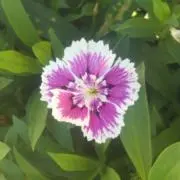 はな