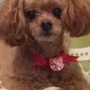 Machaの画像