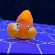 金魚の画像
