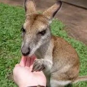 チャーの画像