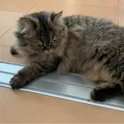 あんず