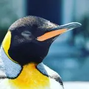ゆみこの画像