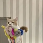 ビビの画像