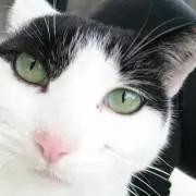 おかぁにゃん