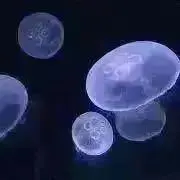 れいの画像