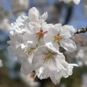 あいの画像