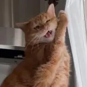 ちゃこの画像