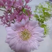 ぼんの画像