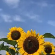 てんちゃん☆の画像