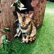 えりの画像