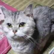 ミッキーの画像