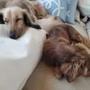 オレンジまま