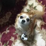 Nao