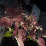 えの画像